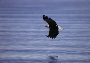 Bald Eagle Flying