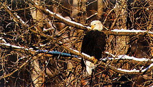 Bald Eagle Snow