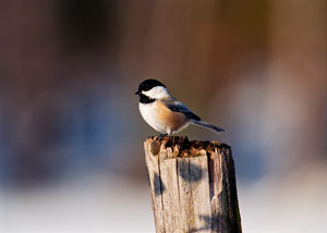 Black Capped Chickadee