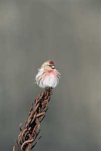 Common Redpoll on Stalk