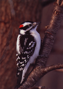 Downy Woodpecker