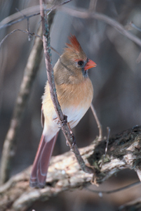 Female Northern Cardinal Photograph