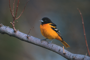 Northern Oriole