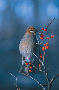 Pine Grosbeak with Berries