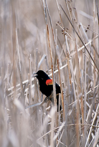 Red-Winged Blackbird