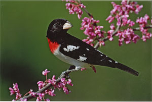 Rose Breasted Grosbeak