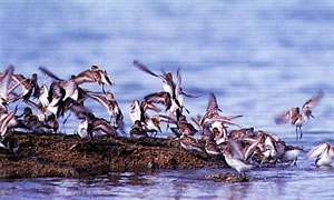 Shorebirds on Sandbar