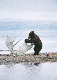 Bear Cub with Antlers
