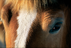 Belgian Draft Horse Photograph