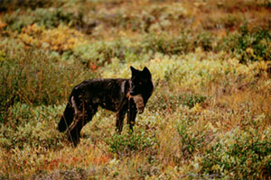 Black Wolf 02
