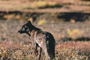 Black Wolf Looking Left