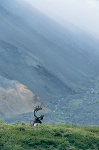 Bull Caribou Photograph