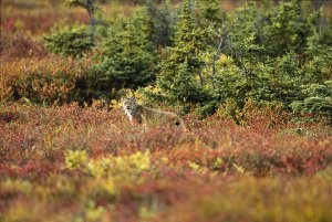 Canadian Lynx