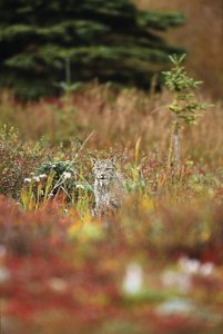 Canadian Lynx vertical