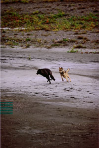 Catch Me If You Can