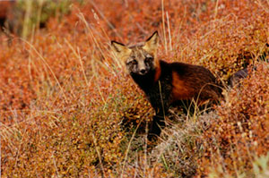Cross Fox Horizontal