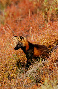 Cross Fox Vertical
