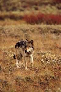 Fall Gray Wolf