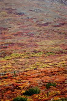 Fall Grizzlies