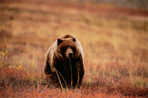 Fall Grizzly