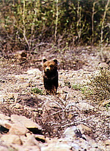 Grizzly Cub