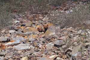 Hide and Seek Bear Cubs