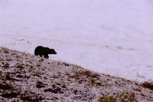 Last Chance Grizzly