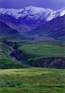 Lone Caribou