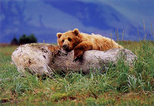 Nap Time Photograph