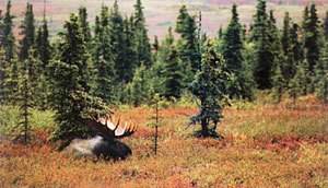 Resting Moose