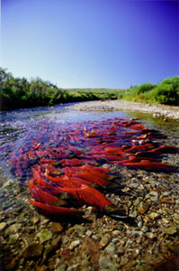 Sockeye Salmon