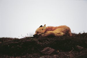 Sweet Dreams
