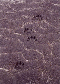 Wolf Tracks Photograph