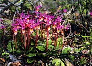 Calypso Orchids