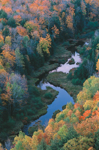 Carp River