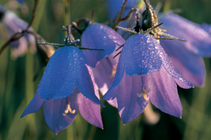 Wild Harebells Photograph