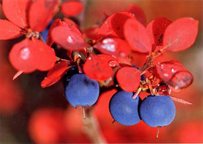 Wild Blueberries Photograph