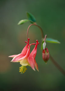 Wild Columbine Photograph