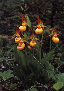 Yellow Lady Slipper Group Photograph