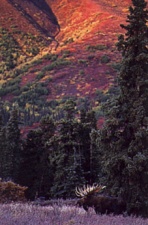 Denali Bull Moose Photograph