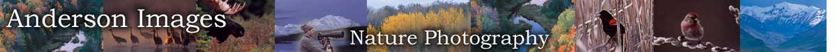 Anderson Images Nature Photography