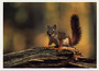 Notecard Red Squirrel