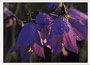Notecard Harebells