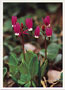 Notecard Northern Shooting Star