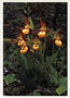 Notecard Yellow Lady Slipper Group