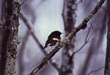 CLICK for info | American Redstart