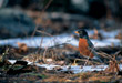 CLICK for info | American Robin