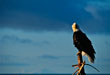 CLICK for info | Bald Eagle
