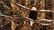 CLICK for info | Bald Eagle Snow