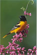 CLICK for info | Baltimore Oriole